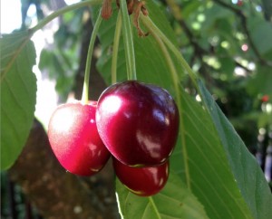 cerises Ostwald