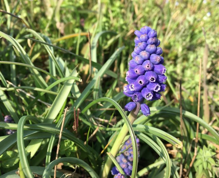 muscari