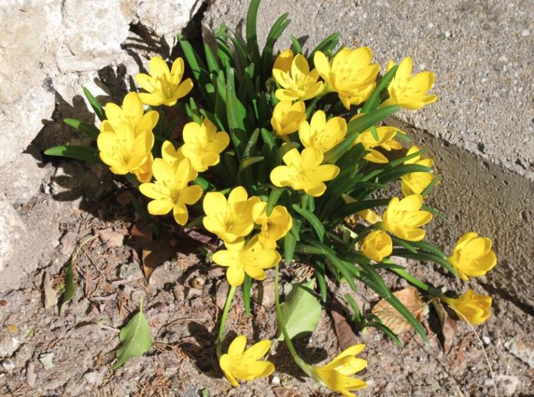 Crocus d'automne