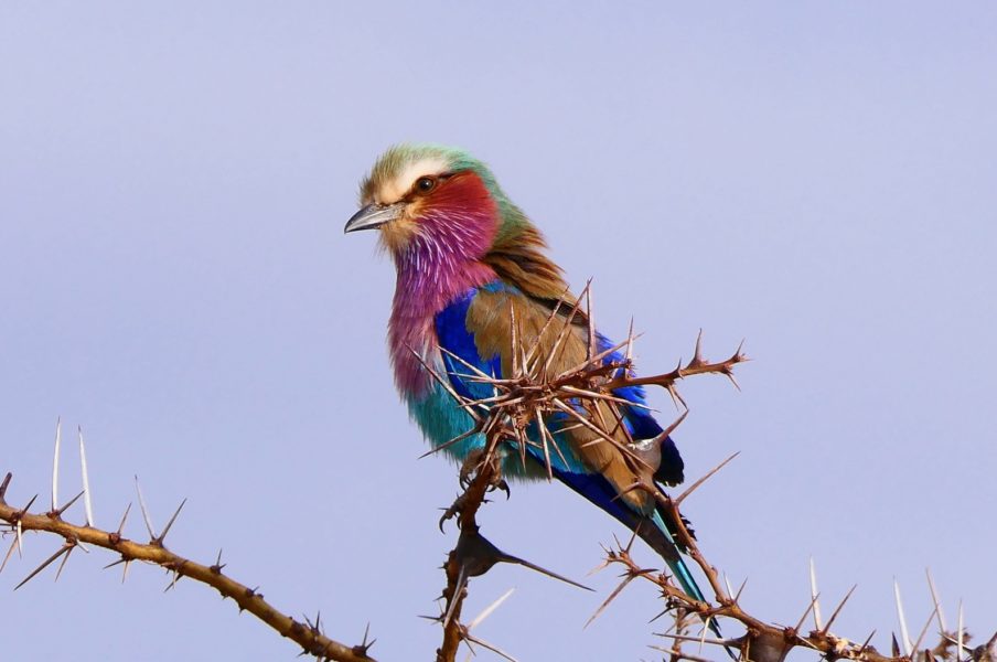 Pour Faire Le Portrait Dun Oiseau Prévert En Alsacien