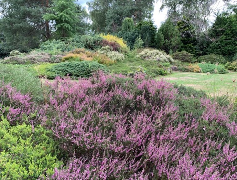 Jardins des callunes bruyère