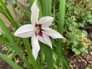 glaieul gladiolus