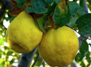 coings Pixabay quince-65185_1920