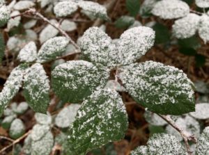 neige saupoudrée feuille mure