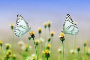 papillon butterfly-1127666_ pixabay640