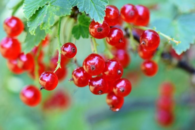 Groseilles Pixabay currants-3585286_1280