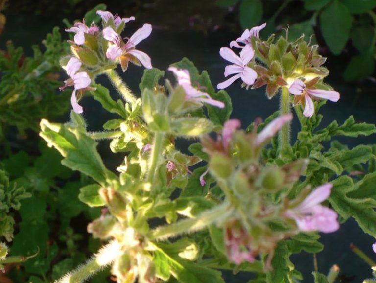 glace pelargonium geranium rosat Obrecht