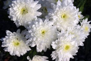 chrysanthèmes Image par Myriams-Fotos de Pixabay