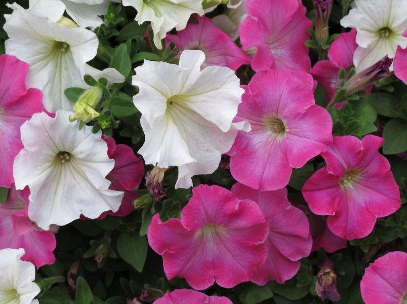 petunias roses