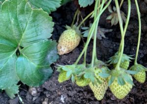 fraises vertes janvier