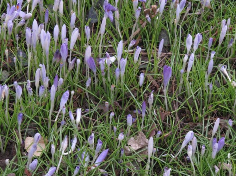 crocus