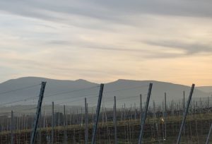 vigne vignoble Rosheim Mont Sainte Odile