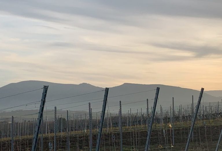 vigne vignoble Rosheim Mont Sainte Odile