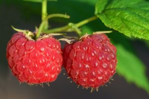 Framboises